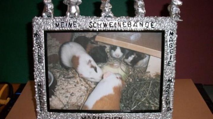 Ein dekorativer Bilderrahmen ist mit Spielzeugfiguren geschm&uuml;ckt und zeigt ein Bild von zwei Meerschweinchen in ihrem Zuhause.