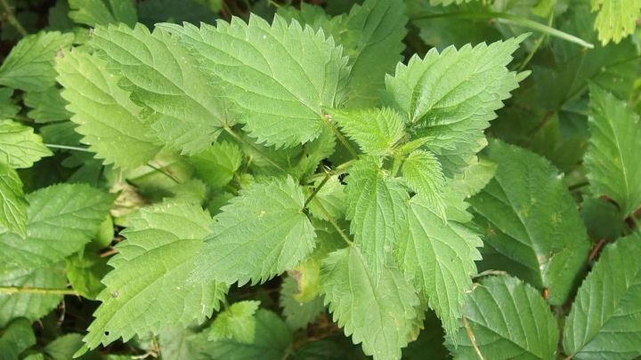 Brennnesselbl&auml;tter wachsen &uuml;ppig im gr&uuml;nen Umfeld, die Pflanze zeigt gesunde, gezackte Bl&auml;tter, die rheumatische Beschwerden lindern k&ouml;nnen.