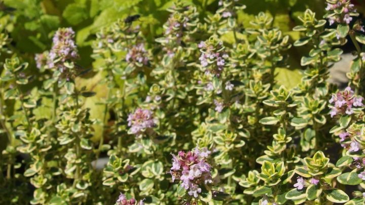 Frische Kr&auml;uter mit lilanen Bl&uuml;ten wachsen &uuml;ppig in einem Garten, bereit zum platzsparenden Einfrieren.