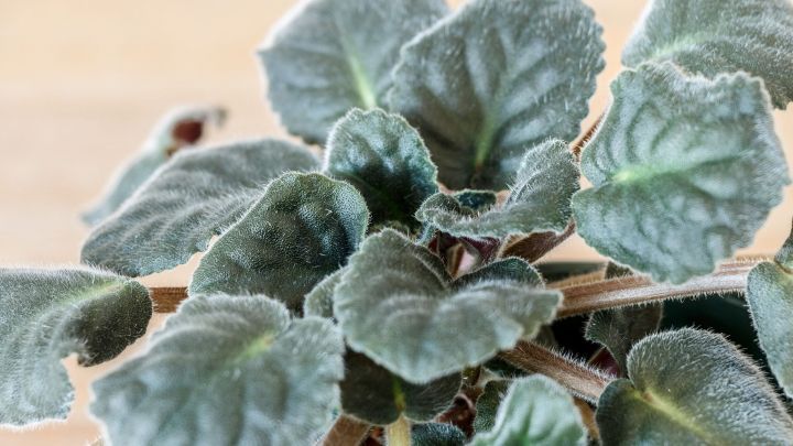 Kleine, gr&uuml;ne Bl&auml;tter des Usambaraveilchens wachsen &uuml;ppig auf einem hellen Untergrund, umgeben von einem gepflegten Raum.