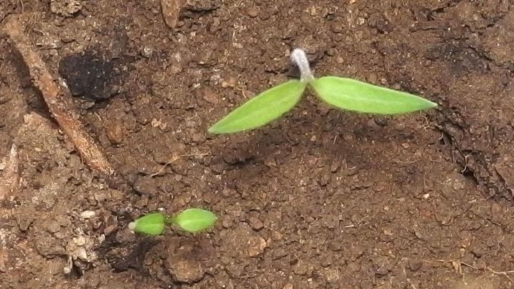 Kleine pflanzliche Setzlinge wachsen aus fruchtbarem Boden, um Geld bei Gem&uuml;se und Balkonpflanzen zu sparen.
