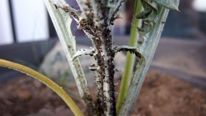 Ein Pflanzenst&auml;ngel wird von zahlreichen Blattl&auml;usen besiedelt, die an der Oberfl&auml;che haften und sich vermehren.