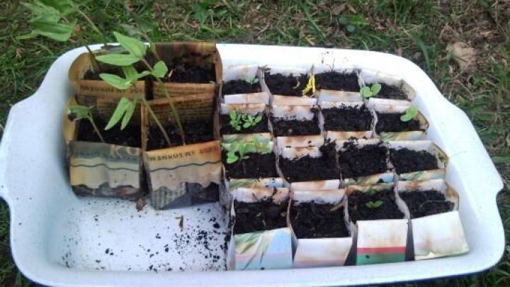 Ein Beh&auml;lter mit Anzuchtt&ouml;pfen aus Zeitungspapier steht auf dem Gras, w&auml;hrend die Pflanzen darin wachsen und gedeihen.