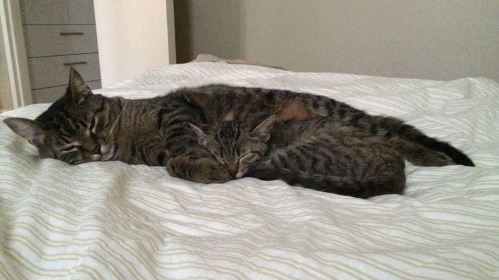 Ein alter Kater liegt entspannt mit einem jungen K&auml;tzchen auf einem Bett, die beiden scheinen einander anzun&auml;hern.