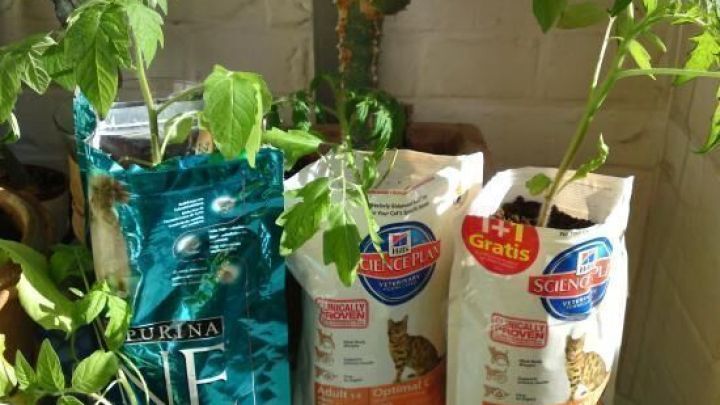 Tomatenpflanzen wachsen in Katzenfutterbeuteln, die mit Kompost gef&uuml;llt sind, in einem hellen Innenraum.