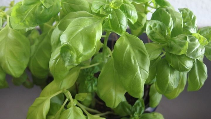 Frisches Basilikum w&auml;chst &uuml;ppig in einem Topf, bereit zur Vermehrung in einer hellen K&uuml;chenecke.