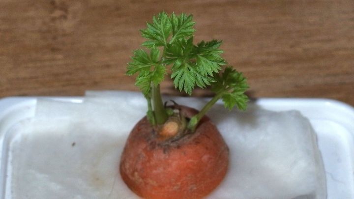 Eine M&ouml;hrenpflanze w&auml;chst aus einer Gem&uuml;sewurzel auf einem wei&szlig;en Tuch, ideal f&uuml;r ein Kinder-G&auml;rtchen-Projekt.