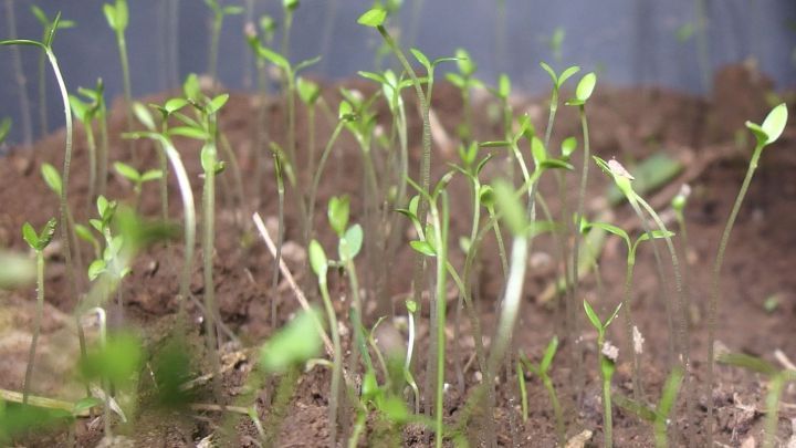 Sprossen wachsen in frischer Erde auf der Fensterbank, umgeben von Licht und Luft f&uuml;r ein gesundes Wachstum.
