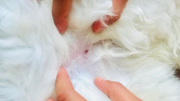 H&auml;nde untersuchen das Fell eines wei&szlig;en Tieres, w&auml;hrend sie sanft darauf dr&uuml;cken, um seine Gesundheit zu pr&uuml;fen.