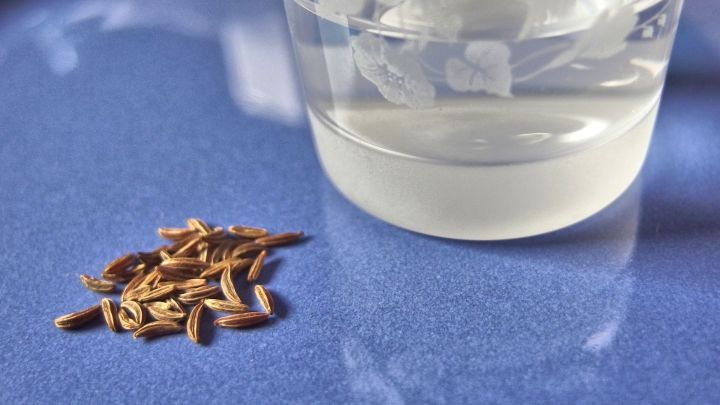 K&uuml;mmelsamen liegen neben einem Glas K&uuml;mmelschnaps auf einer blauen Oberfl&auml;che, was eine entspannende Atmosph&auml;re schafft.