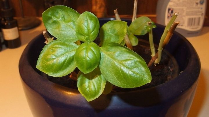 Ein frischer Basilikumtopf steht auf der K&uuml;chenoberfl&auml;che und k&ouml;nnte gegen Fliegen helfen. Der Topf hat gesunde, gr&uuml;ne Bl&auml;tter.