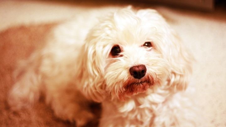 Ein Hund liegt auf dem Teppich und schaut aufmerksam in Richtung des Besitzers. Es scheint, als w&uuml;rde er lernen, besser zuzuh&ouml;ren.