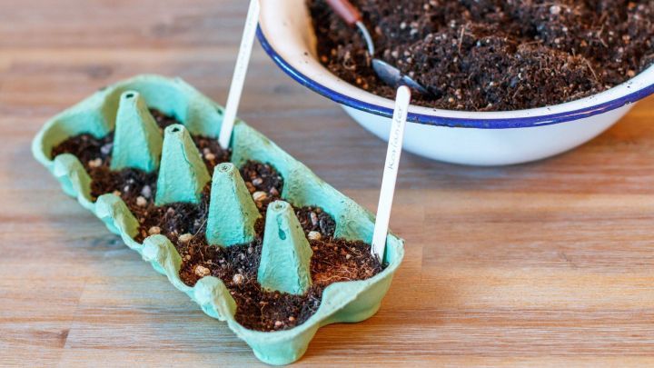 S&auml;mlinge wachsen in einem Eierkarton, w&auml;hrend Erde in einer Sch&uuml;ssel bereitsteht. Ein L&ouml;ffel liegt daneben.