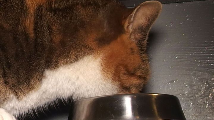 Eine Katze beugt sich &uuml;ber einen Napf, um Nassfutter zu essen, in einer blickgesch&uuml;tzten, h&auml;uslichen Umgebung.