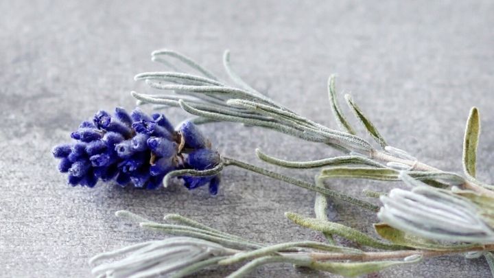 Ein Lavendelzweig mit violetten Bl&uuml;ten liegt auf einem grauen Untergrund, der nat&uuml;rliche Insektenstiche lindern kann.