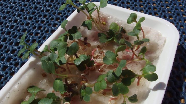 Kresse w&auml;chst in einer wei&szlig;en Schale auf einer hellen Unterlage, umgeben von einer blauen Tischdecke.