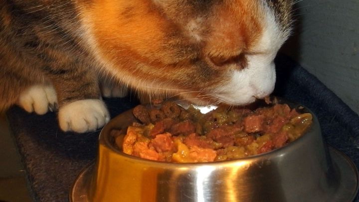 Katze frisst aus einem Napf mit feuchtem Futter, m&ouml;glicherweise mit Thunfisch&ouml;l, auf einem dunklen Tuch liegend.