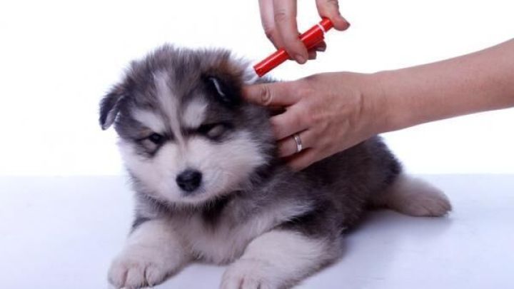 Ein Welpe erh&auml;lt ein Anti-Zecken-Mittel, w&auml;hrend er ruhig auf einem wei&szlig;en Tisch liegt und die Hand eines Besitzers ihn behandelt.