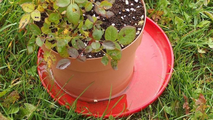 Ein Blumentopf mit Pflanzen steht auf einem roten Untersetzer, umgeben von gr&uuml;nem Gras, vielleicht als M&uuml;ckenpr&auml;vention.