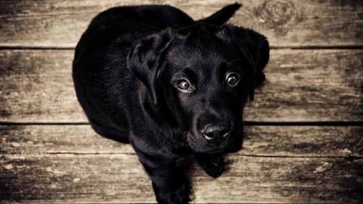 Ein schwarzer Hund sitzt auf einem Holzboden und schaut neugierig nach oben, bereit f&uuml;r sch&ouml;ne Fellpflege mit Lachs&ouml;l.