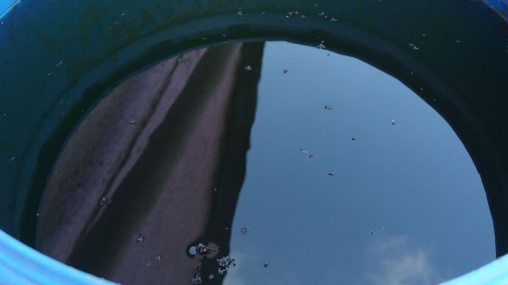 Ein blauer Eimer mit dunklem Wasser spiegelt die Umgebung wider und k&ouml;nnte M&uuml;ckenlarven enthalten.