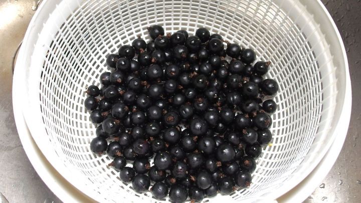 Dunkle Johannisbeeren liegen in einem Sieb und warten darauf, f&uuml;r das Rosengelee verarbeitet zu werden.