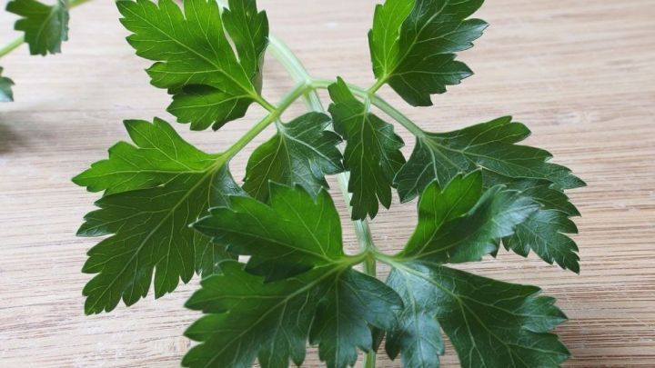 Petersilie liegt frisch auf einem h&ouml;lzernen Schneidebrett.