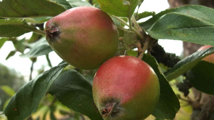 Reife Fr&uuml;chte h&auml;ngen an einem Ast, w&auml;hrend sie auf warmes Sonnenlicht in einer idyllischen Landschaft warten.