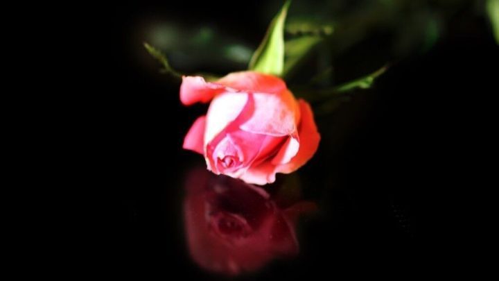 Eine zarte rosa Rose liegt auf einem dunklen Untergrund und spiegelt sich sanft, umgeben von gr&uuml;nen Bl&auml;ttern.