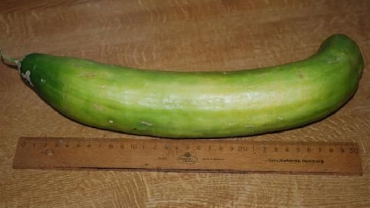 Eine gro&szlig;e Senfgurke liegt auf einem Holztisch neben einem Lineal, das etwa 35 cm zeigt.