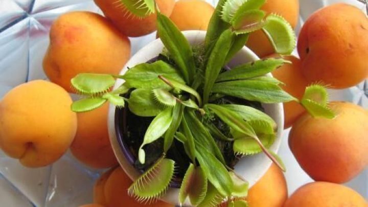 Eine Venusfliegenfalle steht in der Mitte, umgeben von reifen Aprikosen, bereit Fruchtfliegen zu fangen.