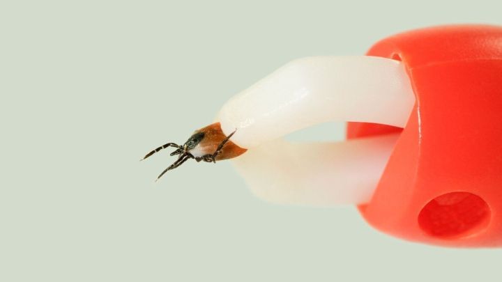 Zecke wird mit rotem Zeckenentferner gehalten, isoliert vor hellem Hintergrund zur besseren Inspektion nach einem Biss.