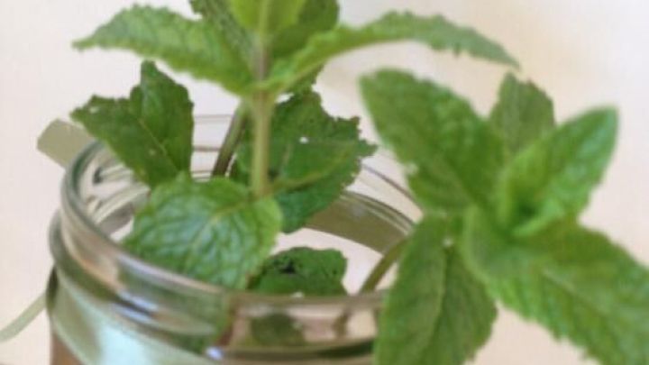 Frische Katzenminze w&auml;chst in einem Glas mit Wasser auf einem Holztisch und dient als dekorativer Blickfang im Raum.