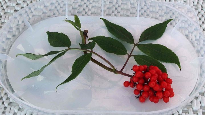 Eine rote Beerenrispe liegt auf einer klaren Oberfl&auml;che und wird von gr&uuml;nen Bl&auml;ttern umgeben, was eine nat&uuml;rliche Abwehr gegen Stechm&uuml;cken symbolisiert.