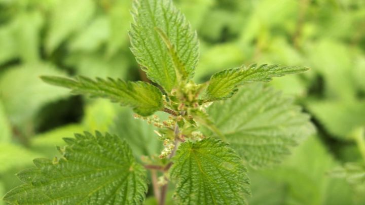 Brennnesselbl&auml;tter wachsen &uuml;ppig in einer gr&uuml;nen Umgebung, fokussiert in Nahaufnahme. Keine weiteren Textelemente.