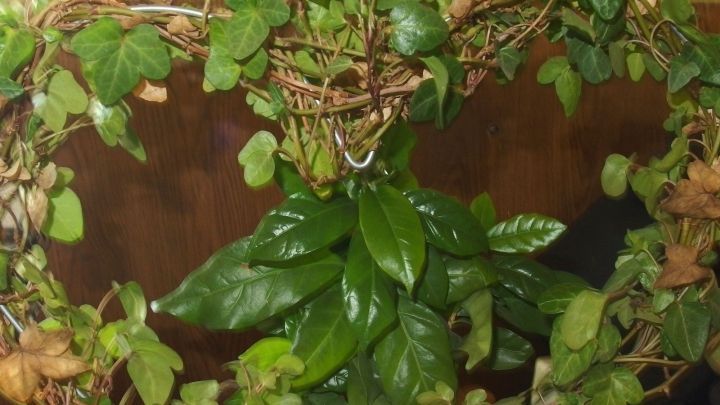 Eine &uuml;ppige gr&uuml;ne Pflanze wird in einem herzf&ouml;rmigen Arrangement aus &Auml;sten und Bl&auml;ttern in einem gem&uuml;tlichen Raum pr&auml;sentiert.