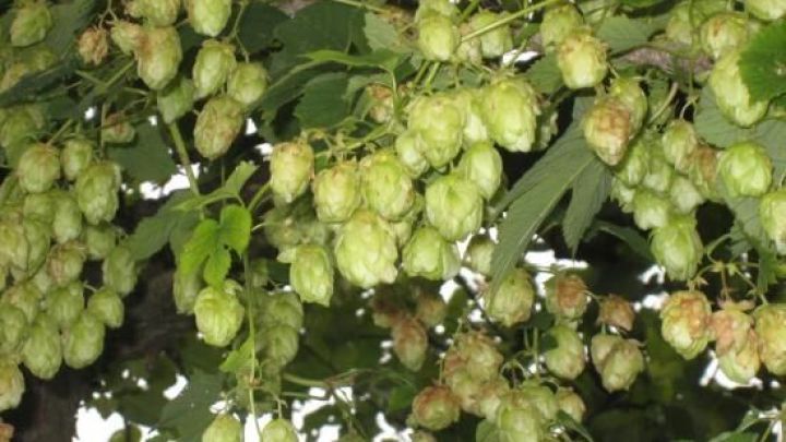 Hopfenbl&uuml;ten wachsen &uuml;ppig an einem Baum, w&auml;hrend sie sanft im Wind schwingen und eine beruhigende Atmosph&auml;re schaffen.