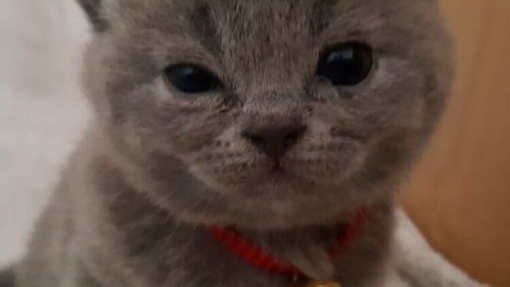 Ein graues K&auml;tzchen mit rotem Halsband sitzt aufmerksam auf einer Decke und schaut in die Kamera, bereit zum Spielen.