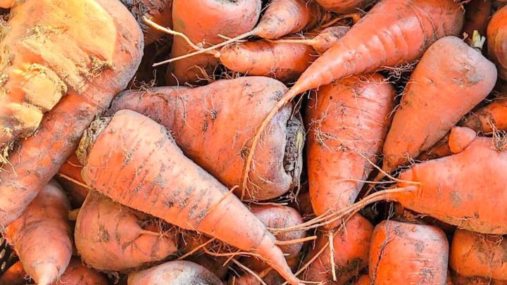 Bunte Wurzeln wie Karotten und R&uuml;ben liegen dicht beieinander, frisch aus dem Garten, bereit zum K&uuml;hlen im Terracottatopf.
