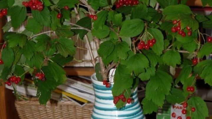 Ein gef&uuml;llter Vasenstrau&szlig; mit Gemeinem Schneeball und roten Beeren steht auf einem Tisch in einem gem&uuml;tlichen Raum.
