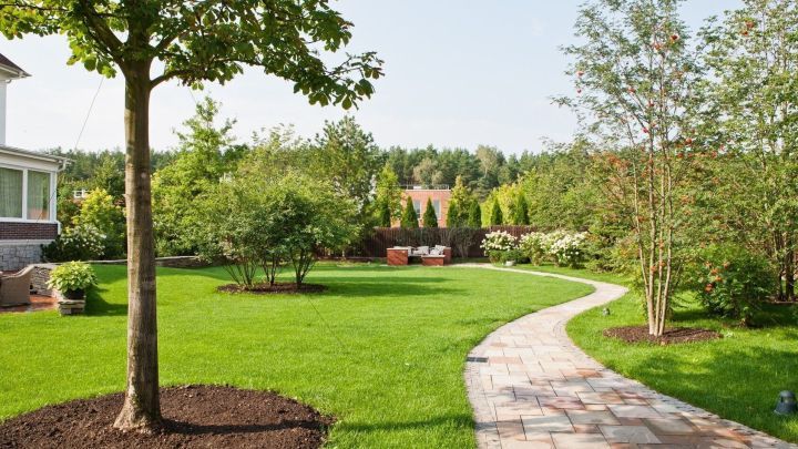 Ein gesunder Baum steht auf einer Rasenfl&auml;che im Garten, umgeben von weiteren B&auml;umen und einem gepflasterten Weg.