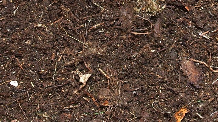 Dunkle, lockere Komposterde liegt auf dem Boden, reich an N&auml;hrstoffen und zersetzten organischen Materialien.