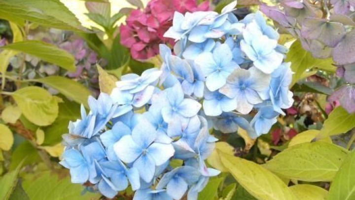 Blau bl&uuml;hende Hortensien stehen &uuml;ppig in einem Garten, w&auml;hrend die Pflanze sich auf die &Uuml;berwinterung im dunklen Keller vorbereitet.