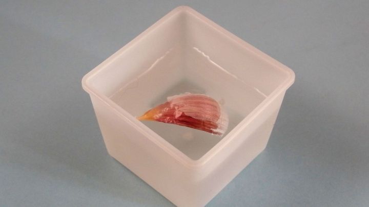 Eine Knoblauchzehe liegt in einem Beh&auml;lter mit hei&szlig;em Wasser, um das Sch&auml;len zu erleichtern. Der Hintergrund ist hellblau.