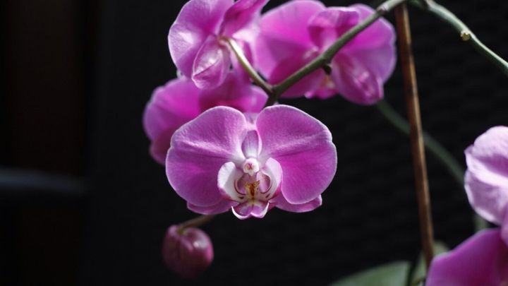 Eine strahlende Phalaenopsis-Orchidee bl&uuml;ht pr&auml;chtig vor einem dunklen Hintergrund und zeigt ihre leuchtend lila Bl&uuml;ten.