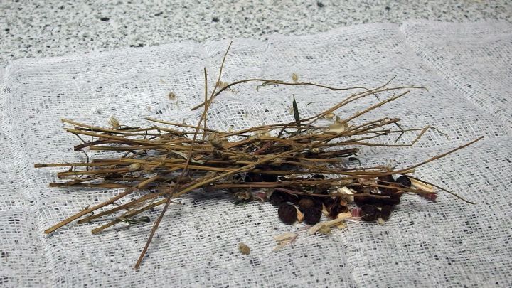 Ein Haufen d&uuml;nner Zweige und abgebrochener Pflanzenreste liegt auf einem hellen Untergrund, umgeben von kochenden Substanzen.