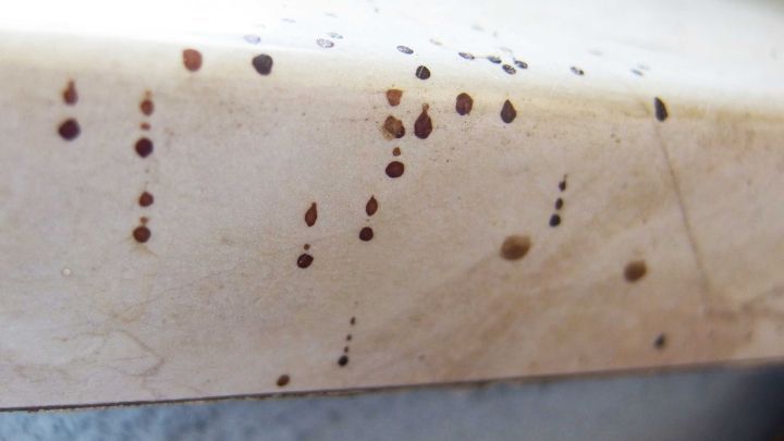 Auf einer hellen Oberfl&auml;che sind viele kleine, braune Fliegenkotflecken sichtbar, die entfernt werden m&uuml;ssen.