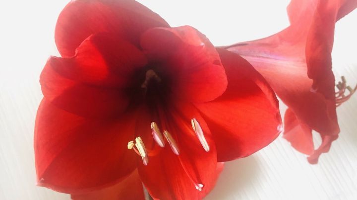 Eine leuchtend rote Amaryllis bl&uuml;ht, mit ihrem Stiel aufrecht, vor einem hellen Hintergrund, w&auml;hrend sie frische Energie ausstrahlt.