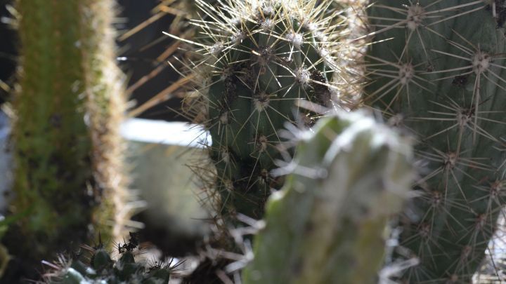 Kakteen mit vielen Stacheln stehen in hellem Licht, w&auml;hrend einer in den Vordergrund gepflanzt wurde.