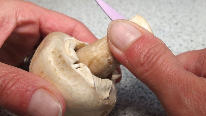 Eine Hand h&auml;lt einen Champignon, w&auml;hrend mit einem Messer die Haut abgezogen wird, um die Zubereitung zu beschleunigen.